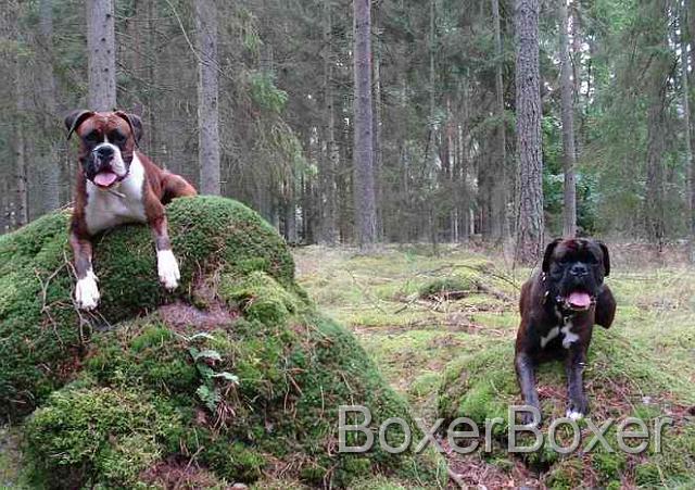 Balance training for your dog on large stones