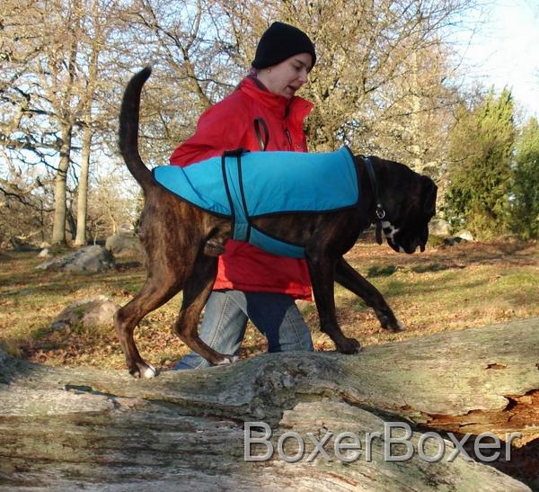 Balance training for your dog walking on a fallen tree