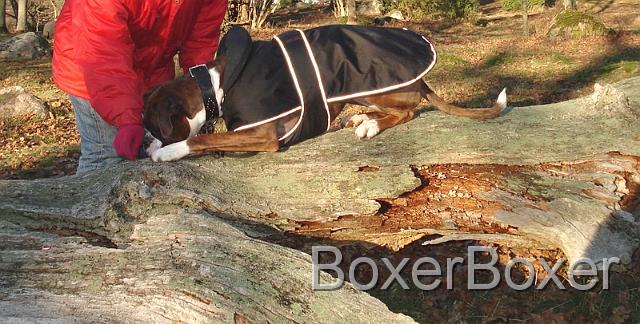 Balance training for your dog laying down on a fallen tree